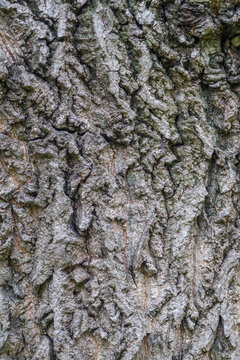 The bark of Amur velvet, or Amur cork tree, lat. Phellodendron amurense