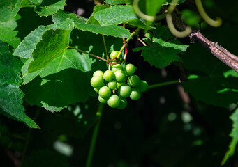 Cluster of unripe green grapes hanging from a vine with lush foliage © Irene Kulinchyk