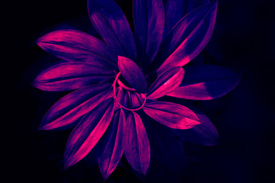 Abstract neon cyberpunk, Tropical leaves spiral natural pattern.