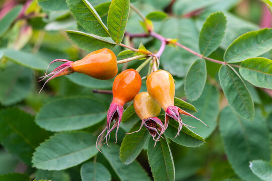 Unripe rose hips plant growing outdoors in the garden.