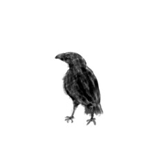 Fototapeta premium Minimalist Crow Line Drawing
