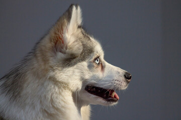 Valenciennes, France – April 19, 2025: Blue-eyed husky dog profile against grey background © Marzio