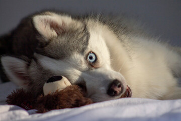 Valenciennes, France – April 19, 2025: Blue-eyed husky puppy cuddling plush toy on soft bed © Marzio