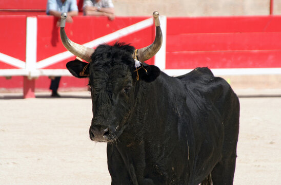 un taureau camarguais au cours d'une course libre