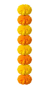 single vertical alternating yellow and orange marigold flower garland with eight blossoms isolated on white background for festive sale banners wedding decor greeting cards and promotions