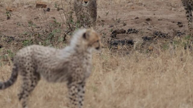  Cheetah cub calling his mother with a chirping sound