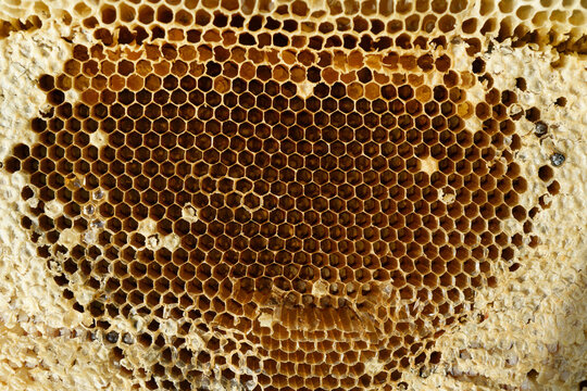 Close up of honeycomb, a mass of hexagonal prismatic cells built from beeswax by honey bees in their nests to contain their brood.