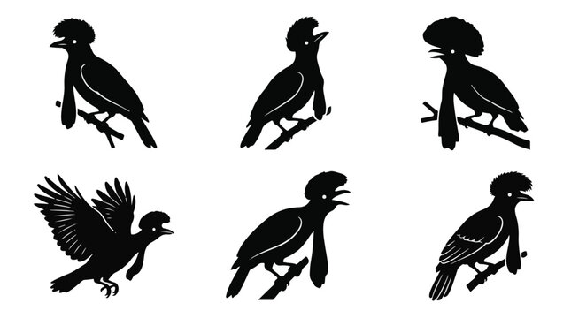 A set of six umbrellabird in various poses silhouette vector icon illustrations on a white background
