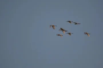 Fototapete Vögel A flock of seven birds is flying together in the clear blue sky during sunset  © Александр Арендарь
