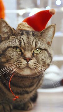 Cat with Santa hat watching over gifts and tree