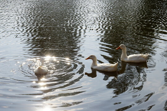 swan in the water
