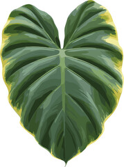 Tropical monstera leaf vector illustration with green veins and yellow edges isolated on plain white background. © MDNAIMUR