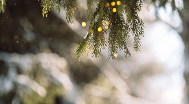 Evergreen branch with warm Christmas lights and blurred snowy background.