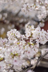 Naklejka premium cherry tree blossom