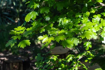 Fototapete Badezimmer Field maple (Acer campestre) leaves are roundish with shallowly lobed margins, exhibiting vibrant green color that contrasts beautifully with surrounding foliage on blurry dark background.  © AlexanderDenisenko