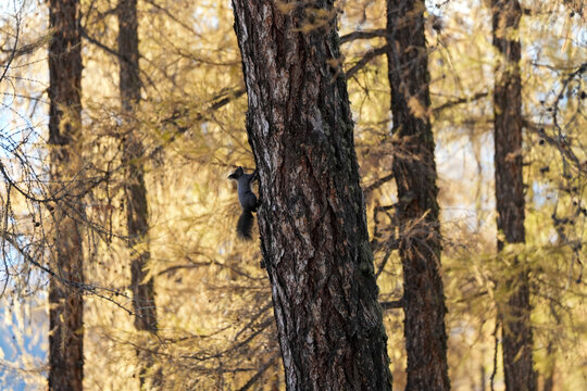 Dark Squirrel Climbing Tree Trunk in Autumn Forest

