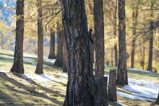 Dark Squirrel Climbing Tree Trunk in Autumn Forest

