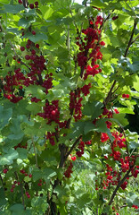 red currant bush © Stefan