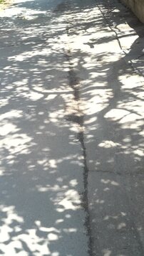 Sun and foliage shadows on the cracked asphalt road background