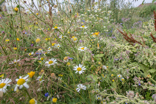 Very colorful uncultivated wild flower meadow  in summer