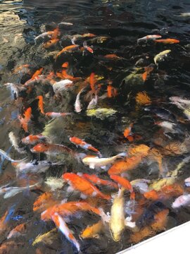 koi fish in pond