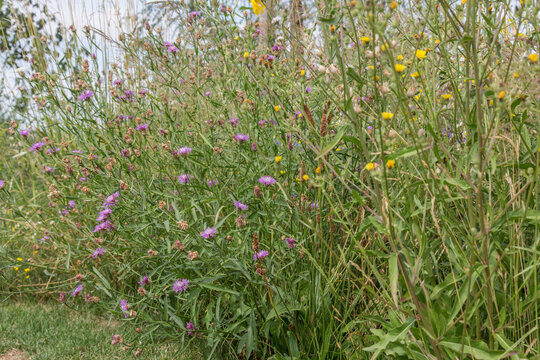 Very colorful uncultivated wild flower meadow  in summer