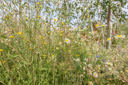 Very colorful uncultivated wild flower meadow  in summer