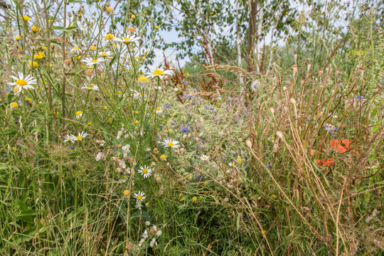 Very colorful uncultivated wild flower meadow  in summer