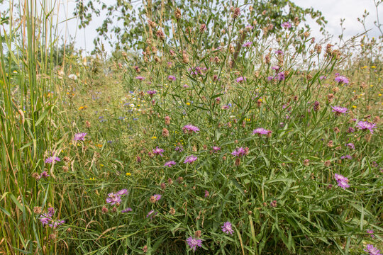 Very colorful uncultivated wild flower meadow  in summer