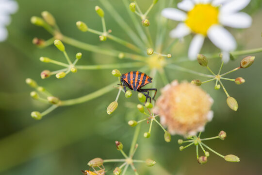 Striped bug (Graphosoma italicum, minstrel bug) with red and black stripes in wildflower meadow