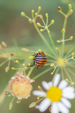 Striped bug (Graphosoma italicum, minstrel bug) with red and black stripes in wildflower meadow