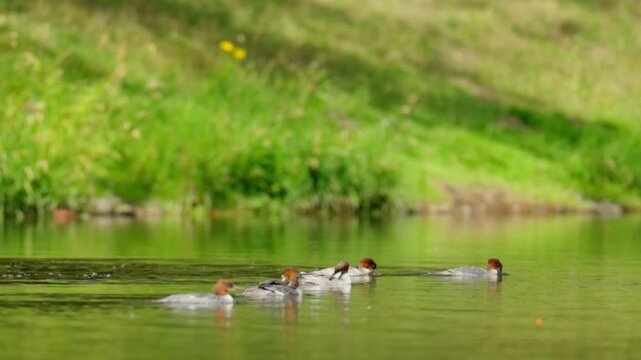 Common Merganser Ducklings Swimming in River Slow Motion Video