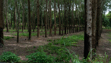 Fototapeta premium Plantation view of a rubber tree forest with straight trunks lined up neatly. Showing natural agricultural scenery outdoors. Ground and trees are moistened by rainwater.