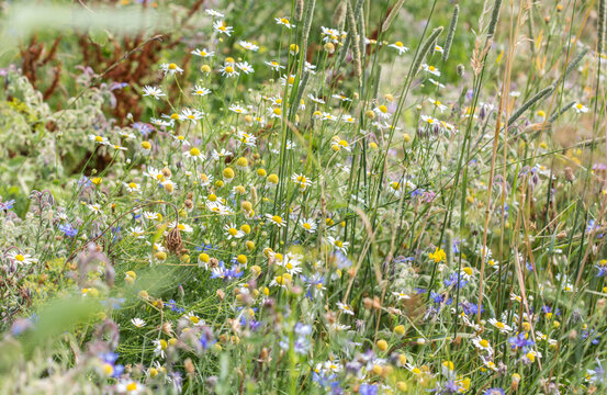 Very colorful uncultivated wild flower meadow  in summer
