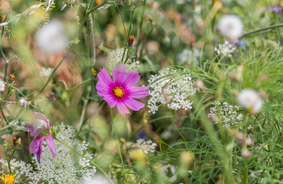 Very colorful uncultivated wild flower meadow  in summer