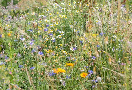 Very colorful uncultivated wild flower meadow  in summer