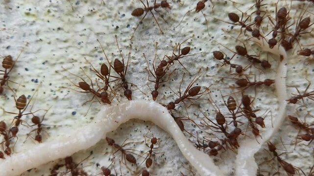 Asian weaver ants Oecophylla smaragdina insect swarming and eating a white worm on textured wall