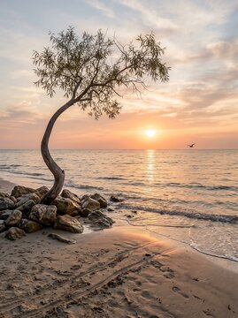 lone tree sunset