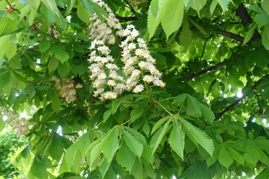 Profusion of white flowers of horse chestnut tree in May