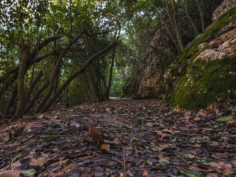Lonely forest trail surrounded by trees