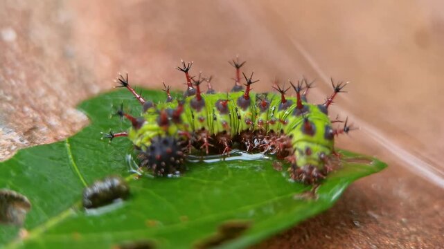 Baronet butterfly caterpillar Euthalia aconthea insect feeding on a wet green leaf surface in close up view