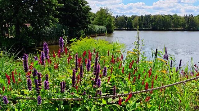 Video footage of colorful wild flowers with purple and red blossoms growing on a lake shore, filmed on a sunny day with green trees and a cloudy sky background.