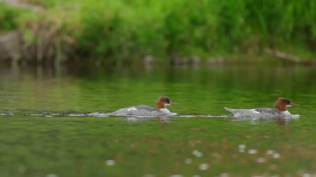 Common Merganser Ducklings Swimming in River Slow Motion Video