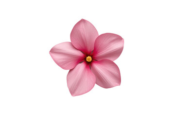 Obraz premium Single pink five petal flower with yellow center