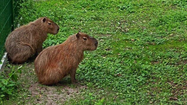 Video footage of two brown capybaras sitting on green grass surrounded by vegetation, filmed from a side profile view in natural daylight next to a wire fence enclosure.