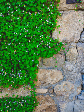 Old stone wall with green wild plants