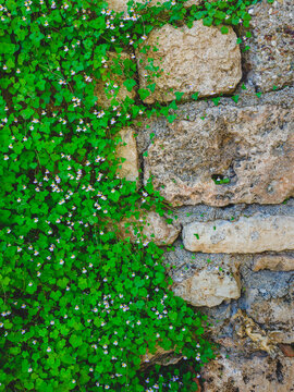 Old stone wall with green wild plants