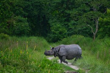 Indian One-Horned Rhinoceros Crossing a Forest Track in Kaziranga National Park, Assam, India © Diganta Kumar sarma
