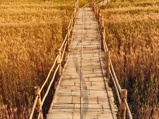 Fototapeta premium bamboo path top over cultivated growing barley plantation field.