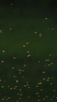 background with flying mosquitoes insects in summer evening park forest. many mosquito